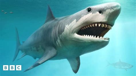 Did Great White Sharks Help Megalodons Become Extinct Bbc Newsround