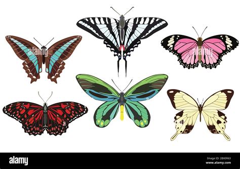Different Kinds Butterflies Stock Vector Image Amp Art Alamy