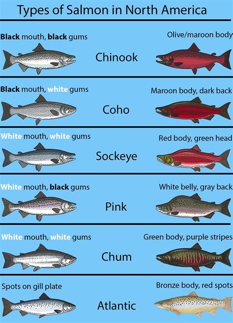 Different Types Of Salmon A Complete Guide To Choosing Salmon Different Types Of Salmon A Complete Guide To Choosing Salmon