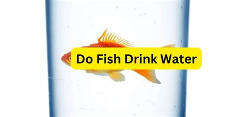 Do Fish Drink Water Exploring The Hydration Habits Of Aquatic Creatures Do Fish Drink Water Exploring The Hydration Habits Of Aquatic Creatures