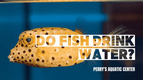 Do Fish Drink Water The Fascinating Truth About How Fish Stay Hydrated Do Fish Drink Water The Fascinating Truth About How Fish Stay Hydrated