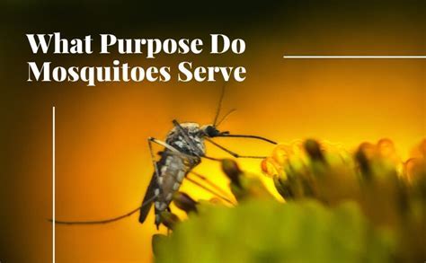 Do Mosquitoes Serve A Purpose