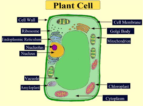 Do Plant Cells Have Mitochondria Unveiling Unique Cellular Secrets