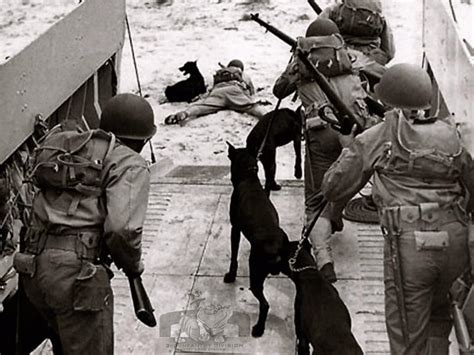 Dobermans Got The Nickname Devil Dogs During Wwii Where They Served Alongside The U S Marines In 2013 Lackland Air Force Base In Texas Erected The First National Monument Commemorating The Four Breeds Dobermans Got The Nickname Devil Dogs During Wwii Where They Served Alongside The U S Marines In 2013 Lackland Air Force Base In Texas Erected The First National Monument Commemorating The Four Breeds