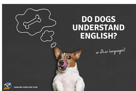 Does Dogs Understand English
