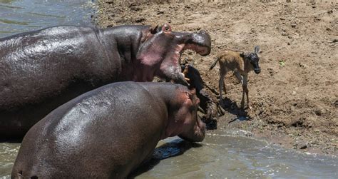 Does Hippos Eat Meat: Surprising Truth Revealed!