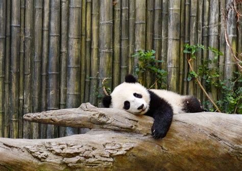 Does Weed Make You Lazy Top Shelf Bc