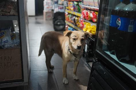 Dog At Mexican Grocery Store R Funnyanimals