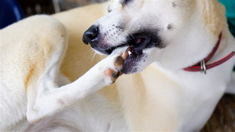 Dog Chewing Paws Gut Health
