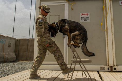 Dog Handler Brings Her Values To Career Military Com