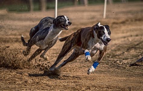 Dog Racing Greyhounds Free Photo On Pixabay Pixabay