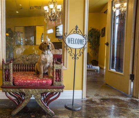 Dog Stores In Vegas At Georgia Lai Blog Dog Stores In Vegas At Georgia Lai Blog