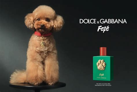 Dolce And Gabbana Dog Perfume