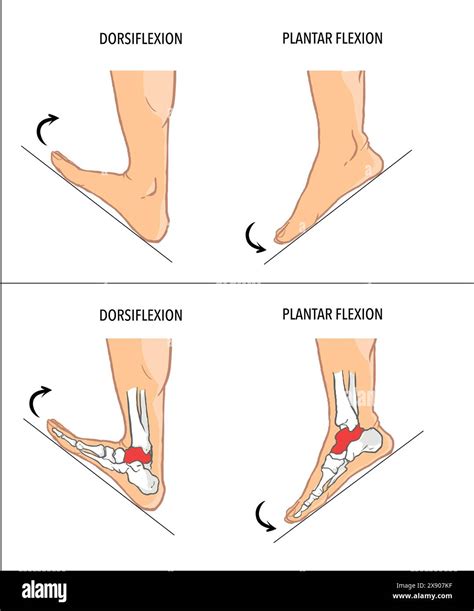 Dorsiflexion vs Plantar Flex: Foot Mechanics Explained