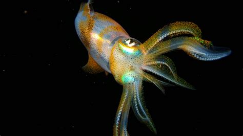 Download Squid Pictures Wallpapers Com
