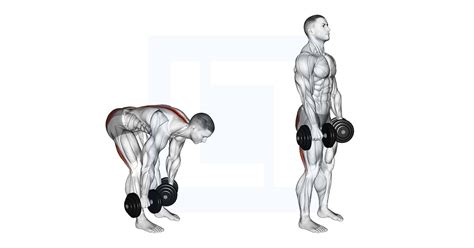 Dumbbell Single Leg Deadlift Guide Benefits And Form