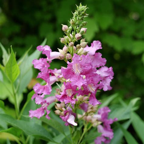 El Ni O Desert Orchid Plant Guide El Ni O Desert Orchid Plant Guide