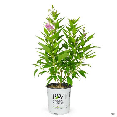 El Nino Desert Orchid Green Acres Nursery Amp Supply El Nino Desert Orchid Green Acres Nursery Amp Supply