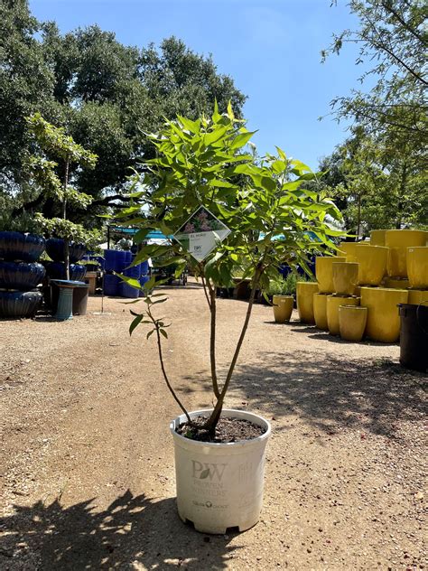 El Nino Desert Orchid Hill Country Water Gardens Nursery El Nino Desert Orchid Hill Country Water Gardens Nursery