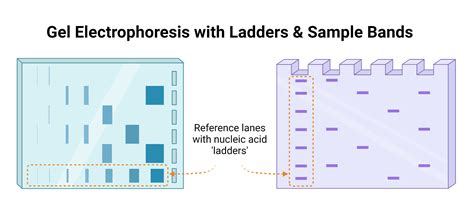 Electrophoresis Gel Cost: A Beginner's Guide To Lab Prices