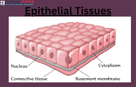 Epithelial Tissue