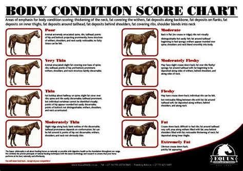 Equine Body Condition Scoring Uf Ifas Extension Marion County