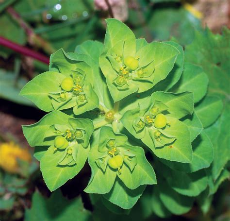 Euphorbia Lathyris: Surprising Health Benefits Revealed
