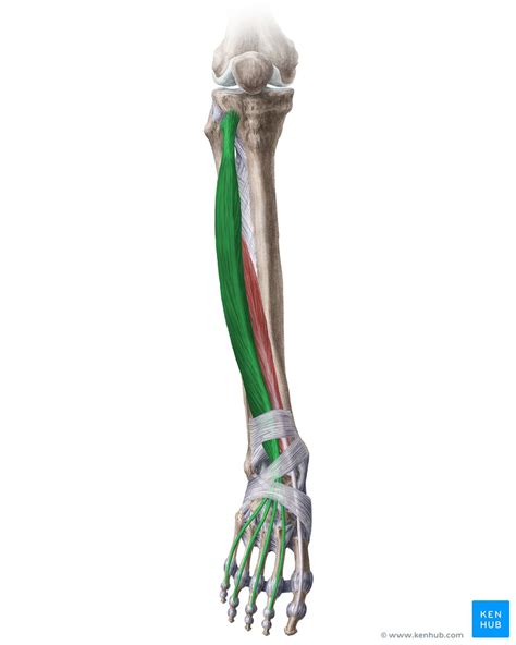 Unveiling the Hidden Power of the Extensor Digitorum Longus Muscle