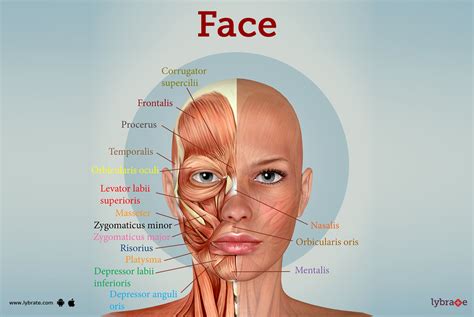 Face Human Anatomy Image Function Diseases And Treatments Face Human Anatomy Image Function Diseases And Treatments