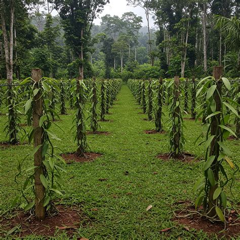 Factors Affecting Vanilla Prices In The Vanilla Market Ny Vanilla