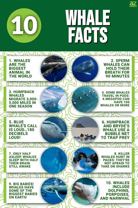 Facts About Whales Whale Facts Marines Francisco Facts About Whales Whale Facts Marines Francisco