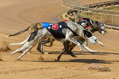 Fall Nationals 2024 National Greyhound