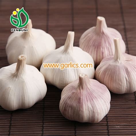 Fatboy Organic Garlic Wholesale Garlic Seeds Bulk Garlic Bulbs