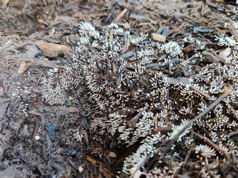 Fayetteville Nc What Bug Laid These Eggs R Whatsthisbug