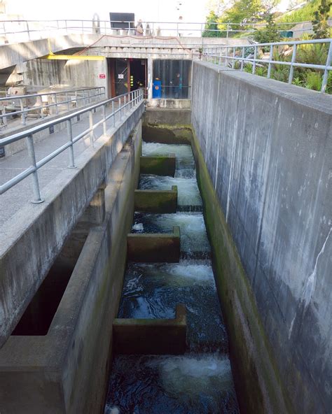 File Chittenden Locks Fish Ladder Viewing 02 Jpg Wikimedia Commons