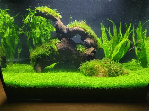 First Aquascape How Did I Do R Aquariums