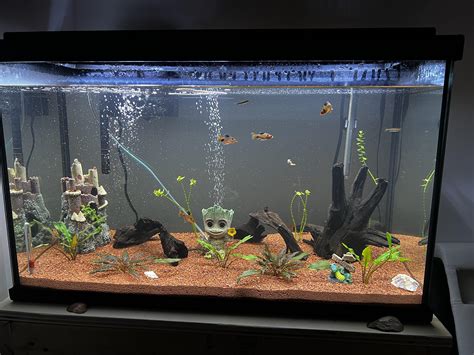 First Tank Setup R Aquarium