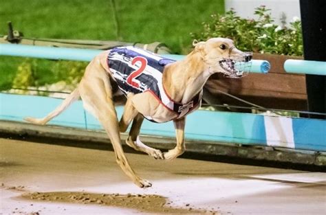 Free Greyhound Racing Tips And Best Bets For Angle Park 24 7 23 Free Greyhound Racing Tips And Best Bets For Angle Park 24 7 23