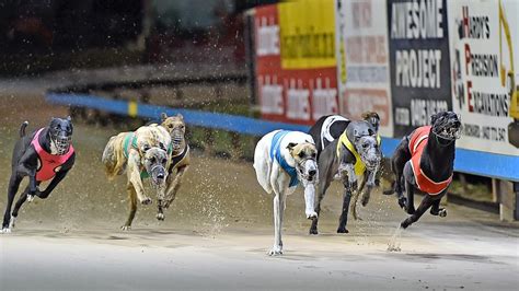 Free Greyhound Racing Tips Australia Amp Nz Racenet Free Greyhound Racing Tips Australia Amp Nz Racenet