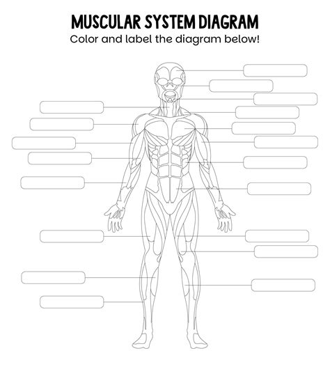 Free Printable Muscular System Worksheets