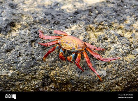 Fresh Crab Santa Cruz