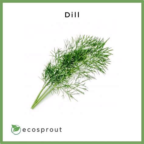 Fresh Dill Near Me