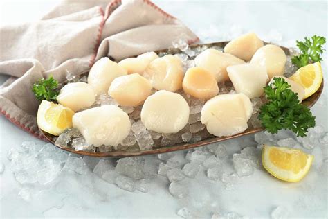 Fresh Large Dry Sea Scallops 10 20 Pine Tree Seafood