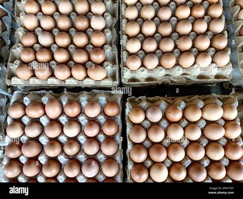 Full Fresh Egg Paper Tray From Chicken Farm In Preserved Package For Full Fresh Egg Paper Tray From Chicken Farm In Preserved Package For