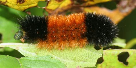 Fuzzy Caterpillar Poisonous