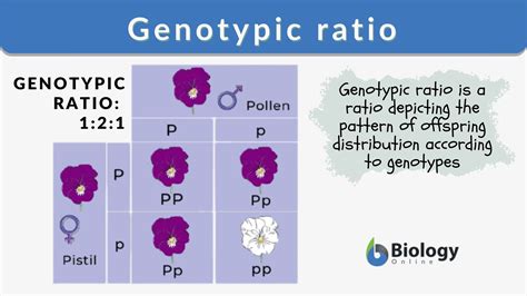 Genotypic Ratio Definition And Examples Biology Online Dictionary Genotypic Ratio Definition And Examples Biology Online Dictionary