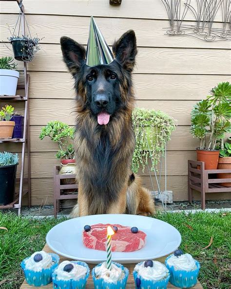 German Shepherd Happy Birthday Funny