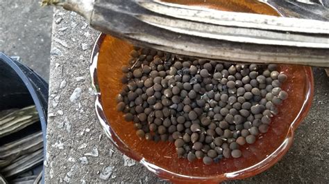 Get Okra Seeds At Eva Facy Blog