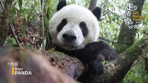 Giant Panda National Park 2 Guardians Of Giant Pandas Cgtn