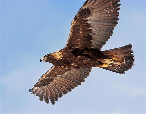 Golden Eagle Flying